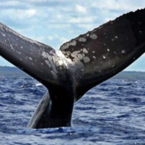 Whale Watching + Cayo Levantado Excursion