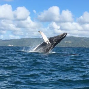 Private Whale Watching + Cayo Levantado Excursion