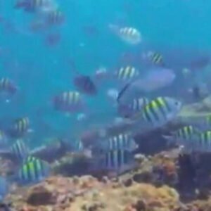 Snorkeling + Cayo Levantado Excursion